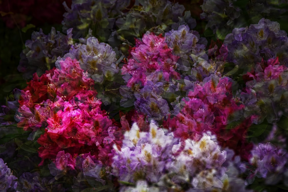 white and pink flowers with green leaves