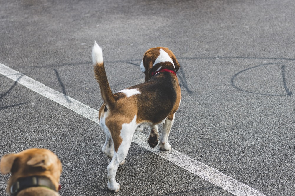 brown and white short coated dog on gray asphalt road during daytime