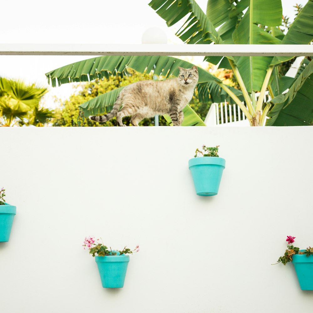 silver tabby cat on blue plastic bucket