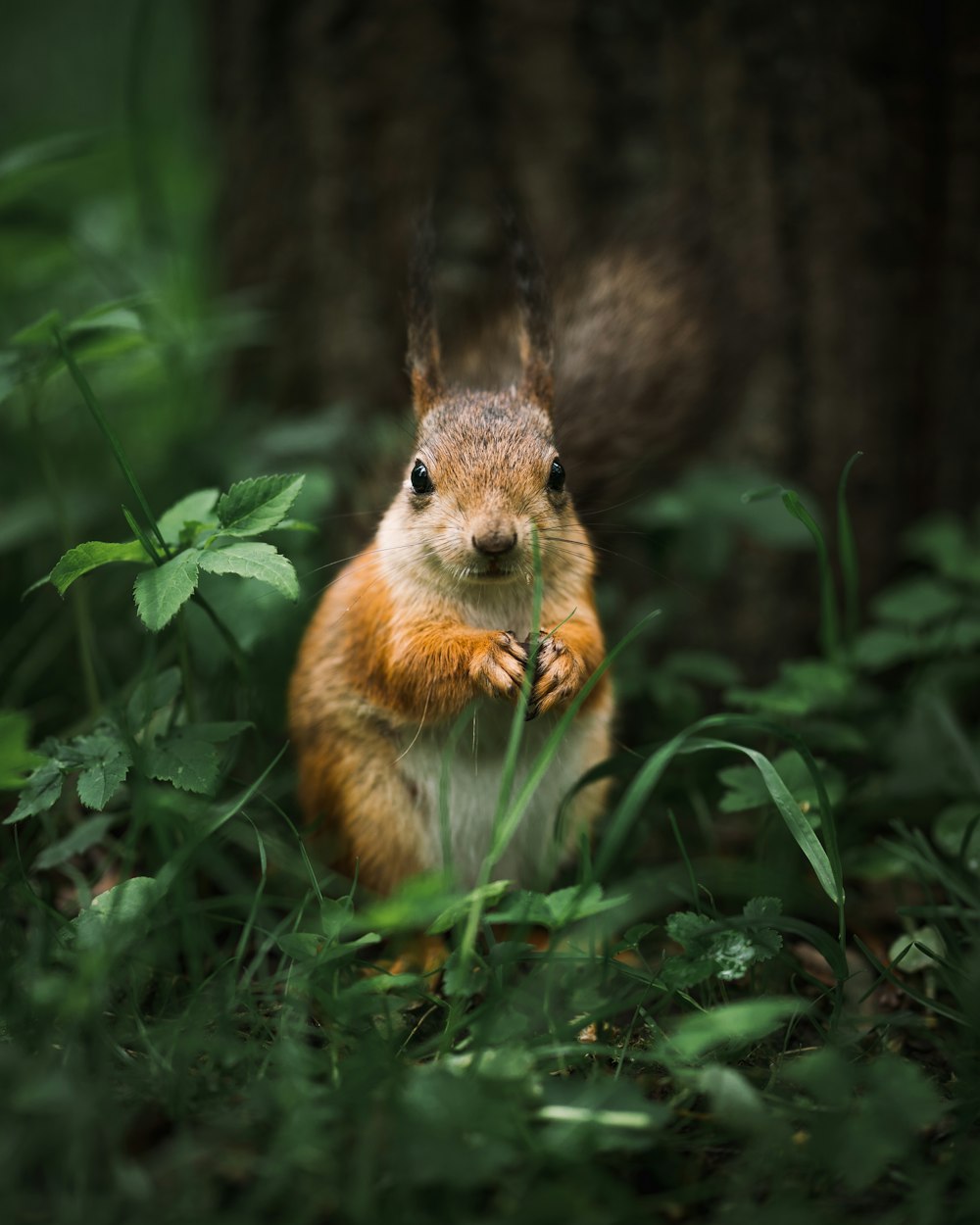 Braunes und weißes Eichhörnchen tagsüber auf grünem Gras