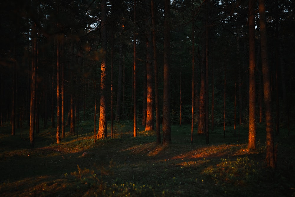 alberi marroni su un campo di erba verde durante il giorno