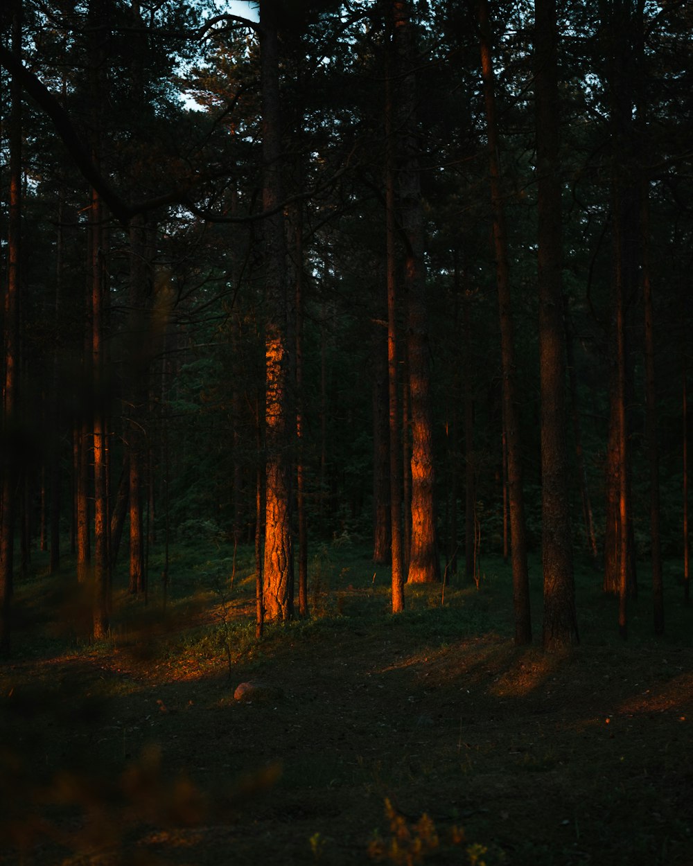 brown trees on brown soil