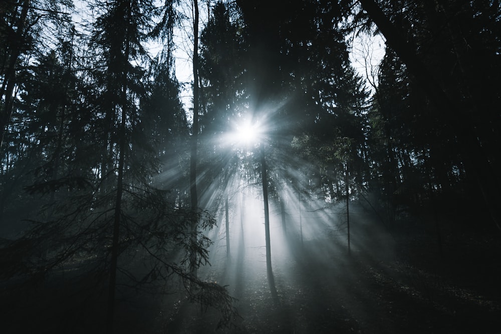 sun rays coming through trees