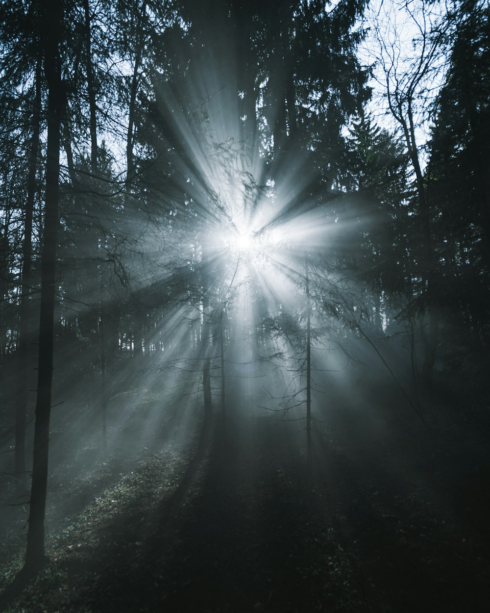 Sonnenstrahlen, die durch Bäume kommen