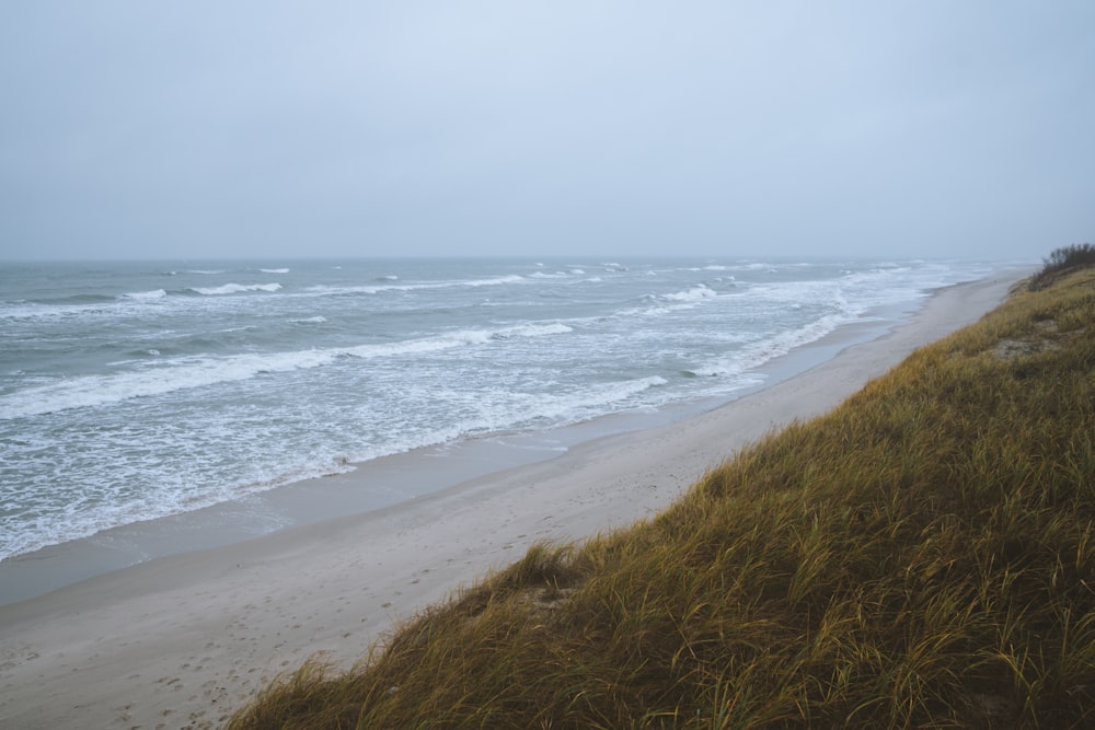 Champ d’herbe verte près de la mer pendant la journée