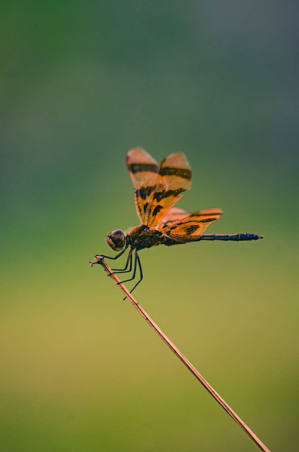 brown and black dragonfly in close up photography during daytime