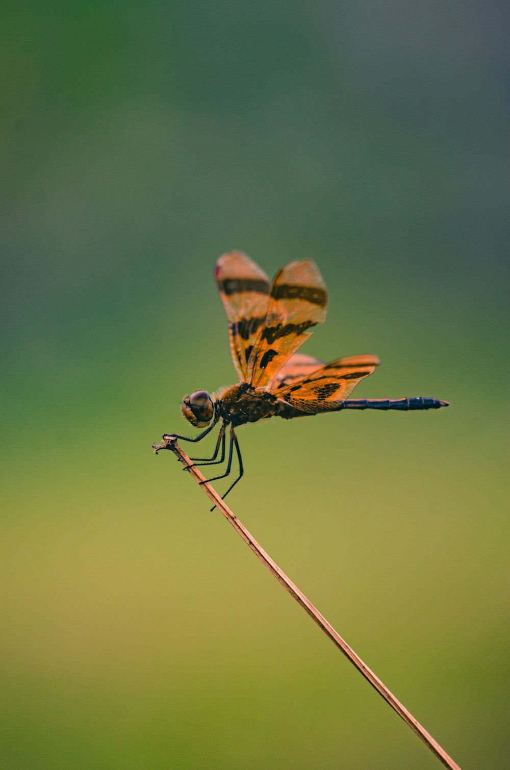libélula marrom e preta em fotografia de perto durante o dia