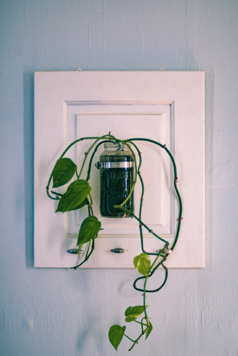 green plant in black glass vase