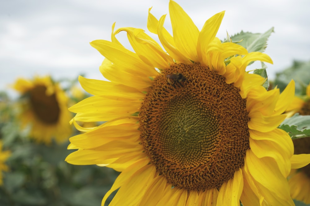 sunflower in close up photography during daytime