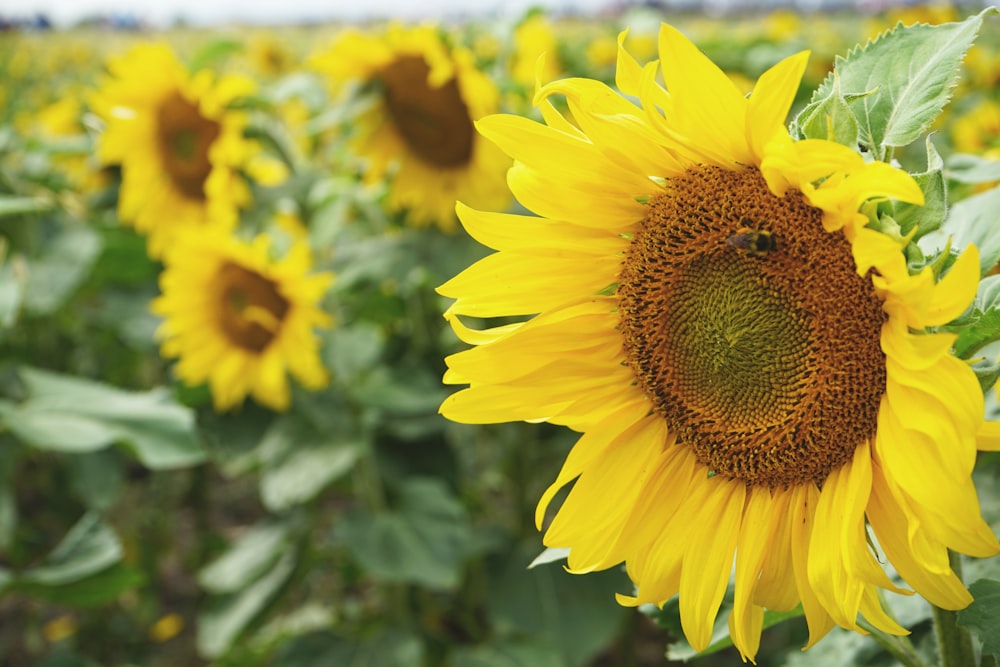 sunflower in tilt shift lens