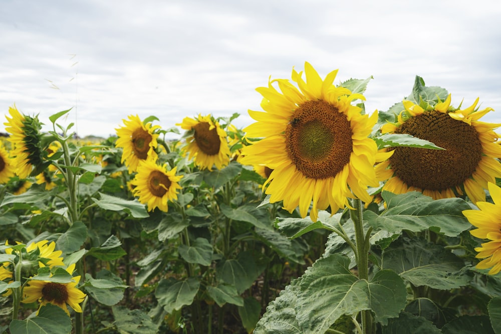 Campo de girasoles bajo el cielo azul durante el día