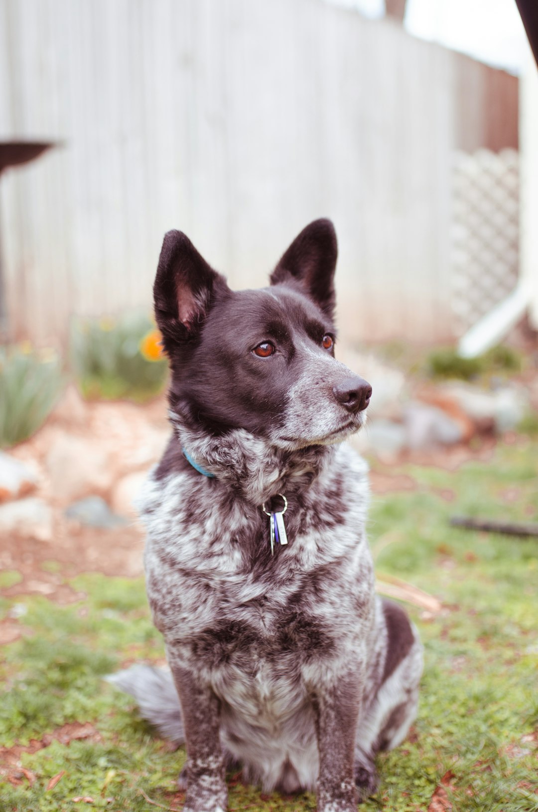 black and white short coated dog sitting on green grass during daytime