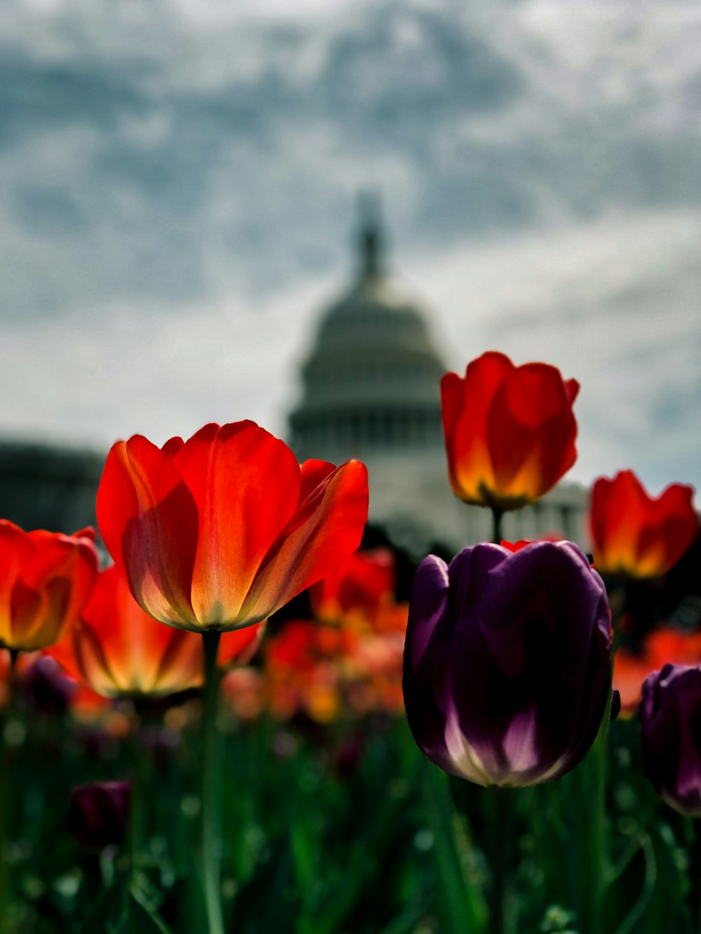 red tulips in front of black tower