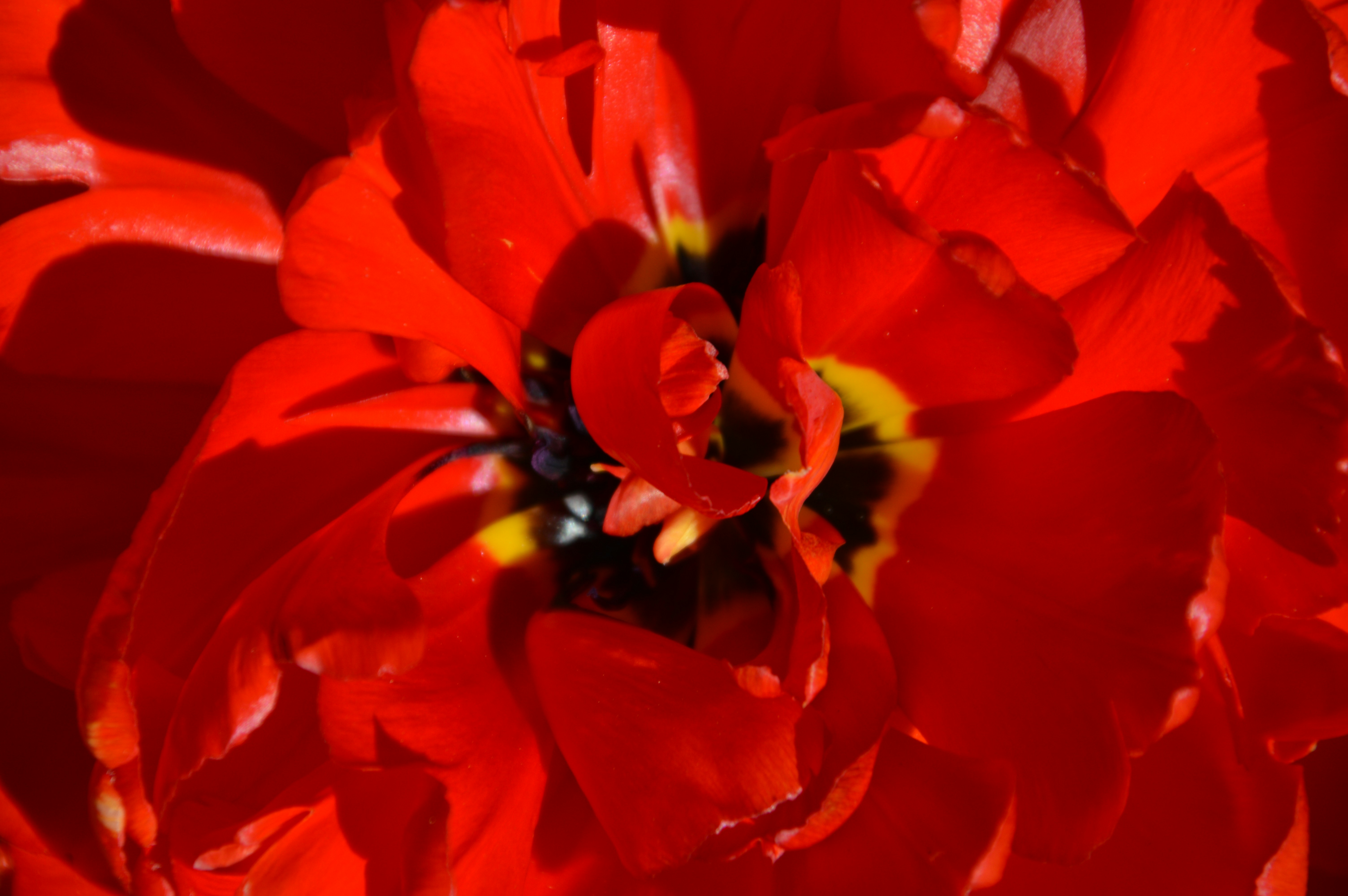 red flower in macro shot