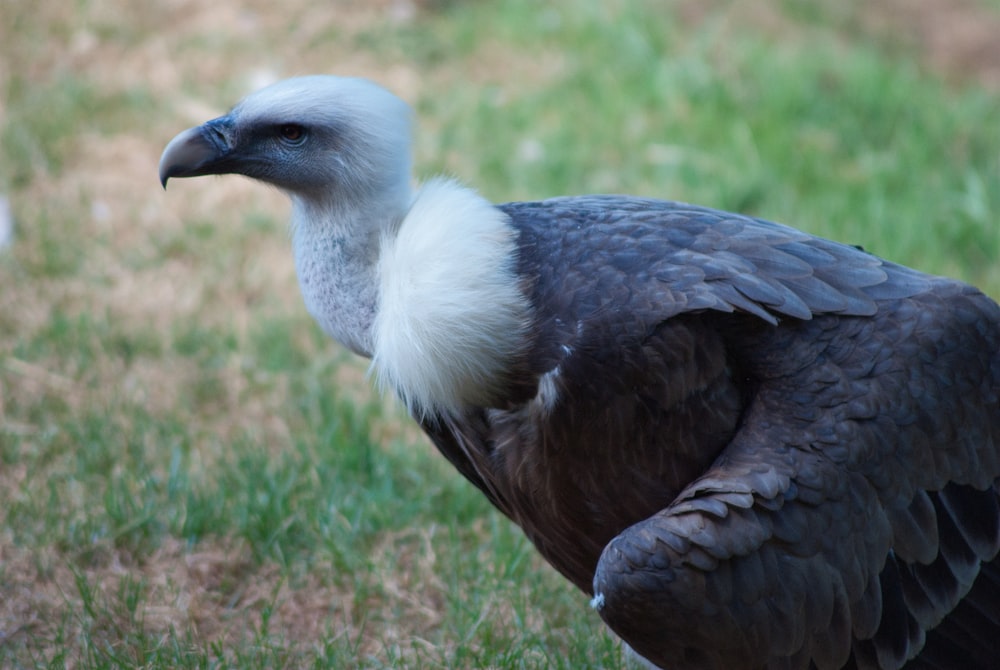 black and white bird on green grass during daytime