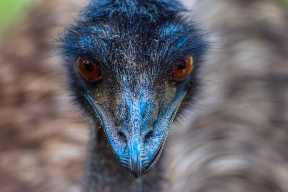 blue and brown peacock head