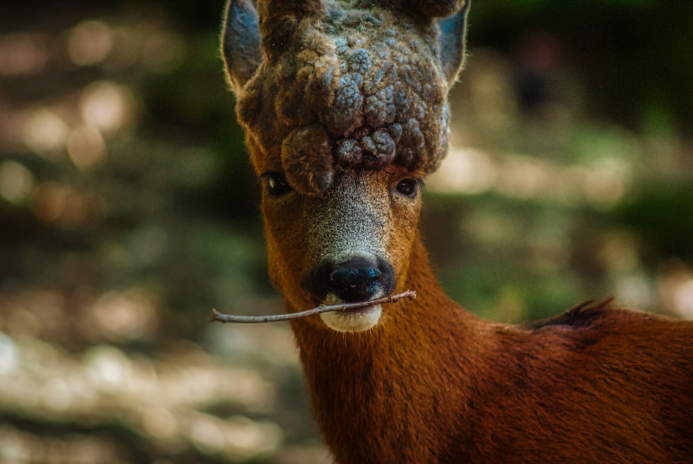 brown deer in close up photography during daytime