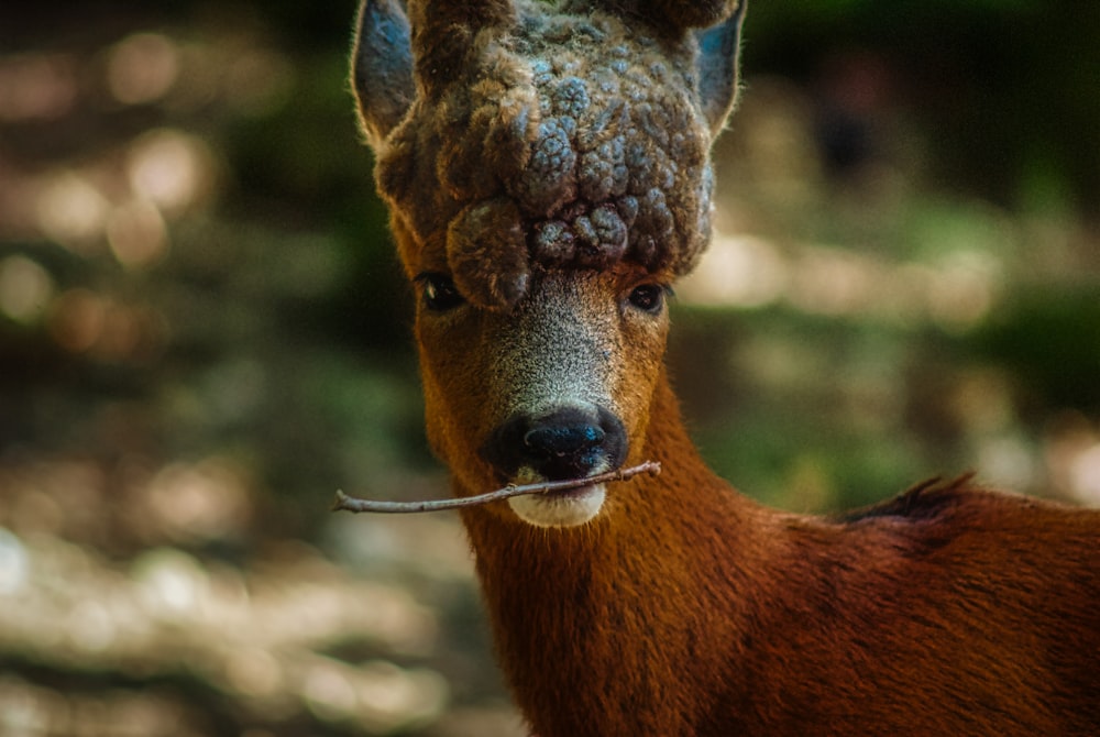 cerf brun en gros plan pendant la journée