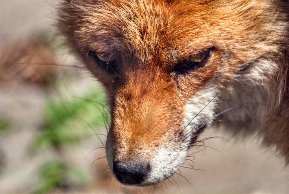 Renard brun sur l’herbe verte pendant la journée