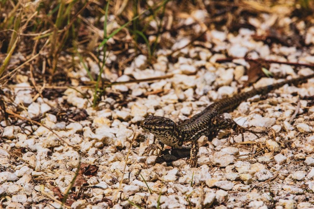 black and brown lizard on brown and white rocks