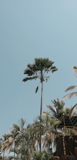 Exotic palms standing tall, a testament to our four decades of expertise