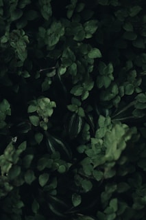 green leaves plant during daytime