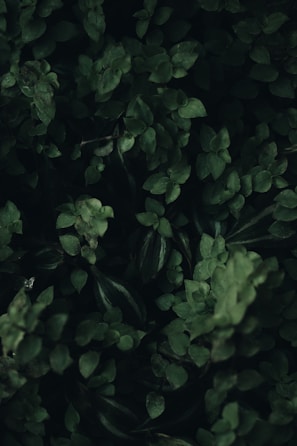 green leaves plant during daytime