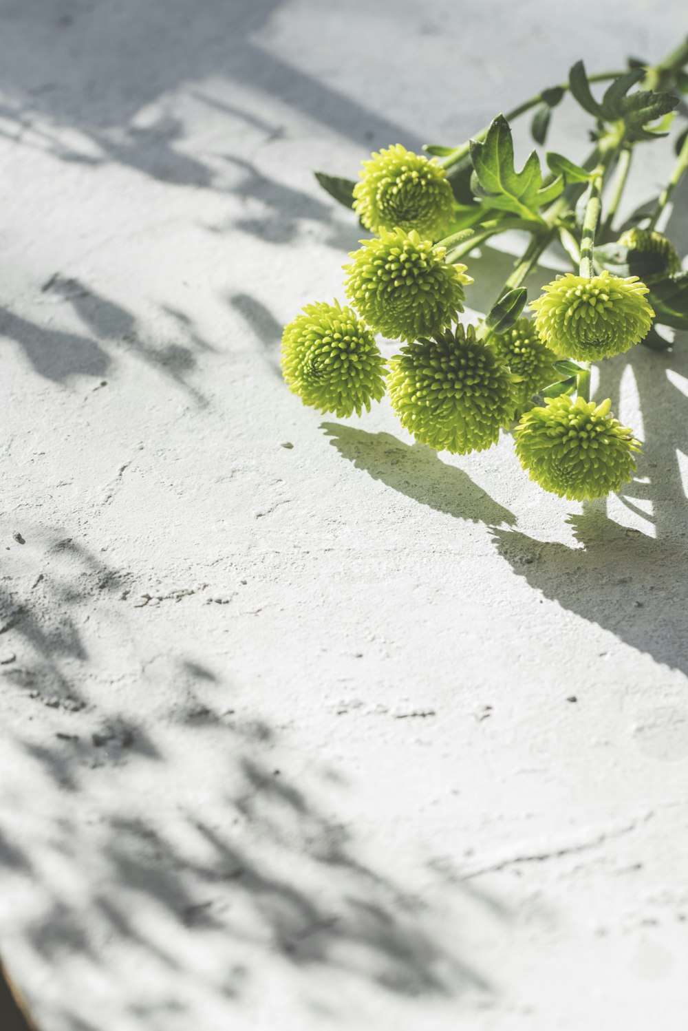 green plant on white sand