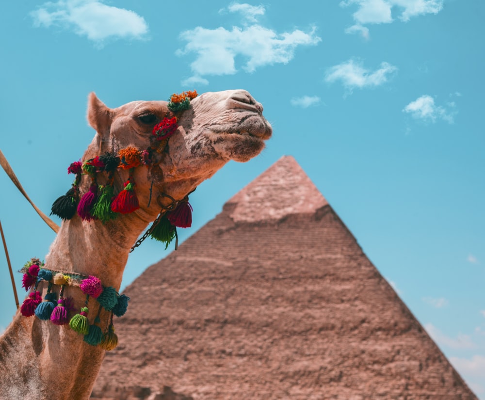 brown camel on brown sand under blue sky during daytime