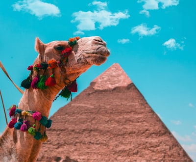brown camel on brown sand under blue sky during daytime cairo zoom background