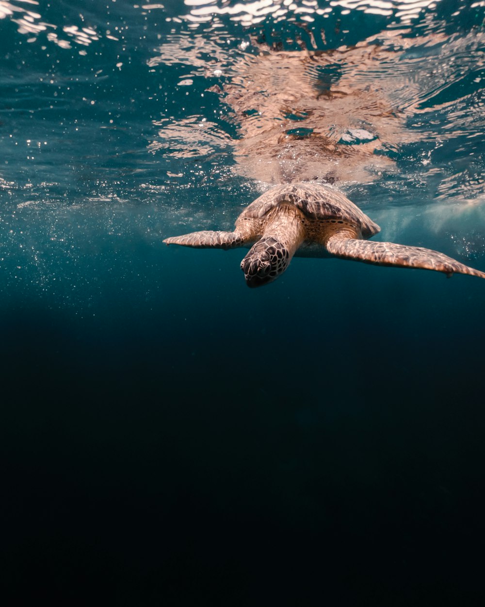 brown sea turtle in water