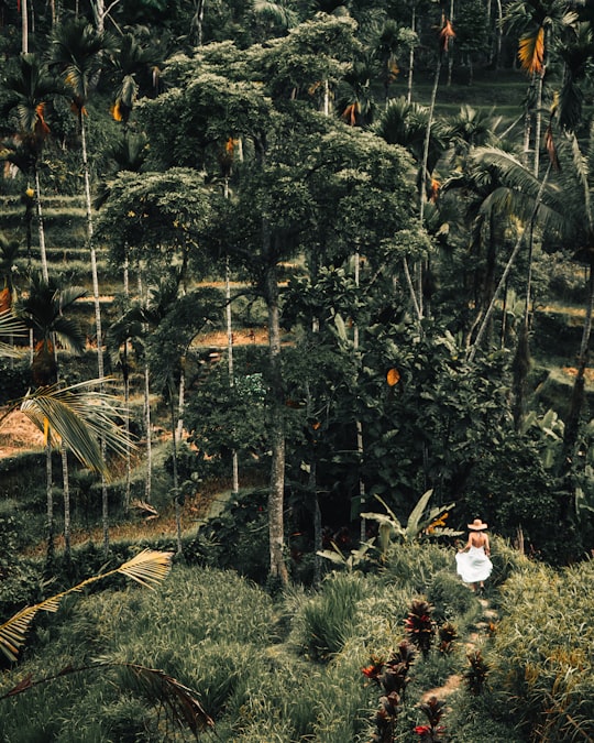 picture of Forest from travel guide of Tegallalang