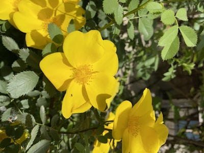 Bright spring flowers blooming in a sunlit garden.