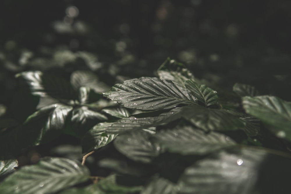 green leaves in close up photography