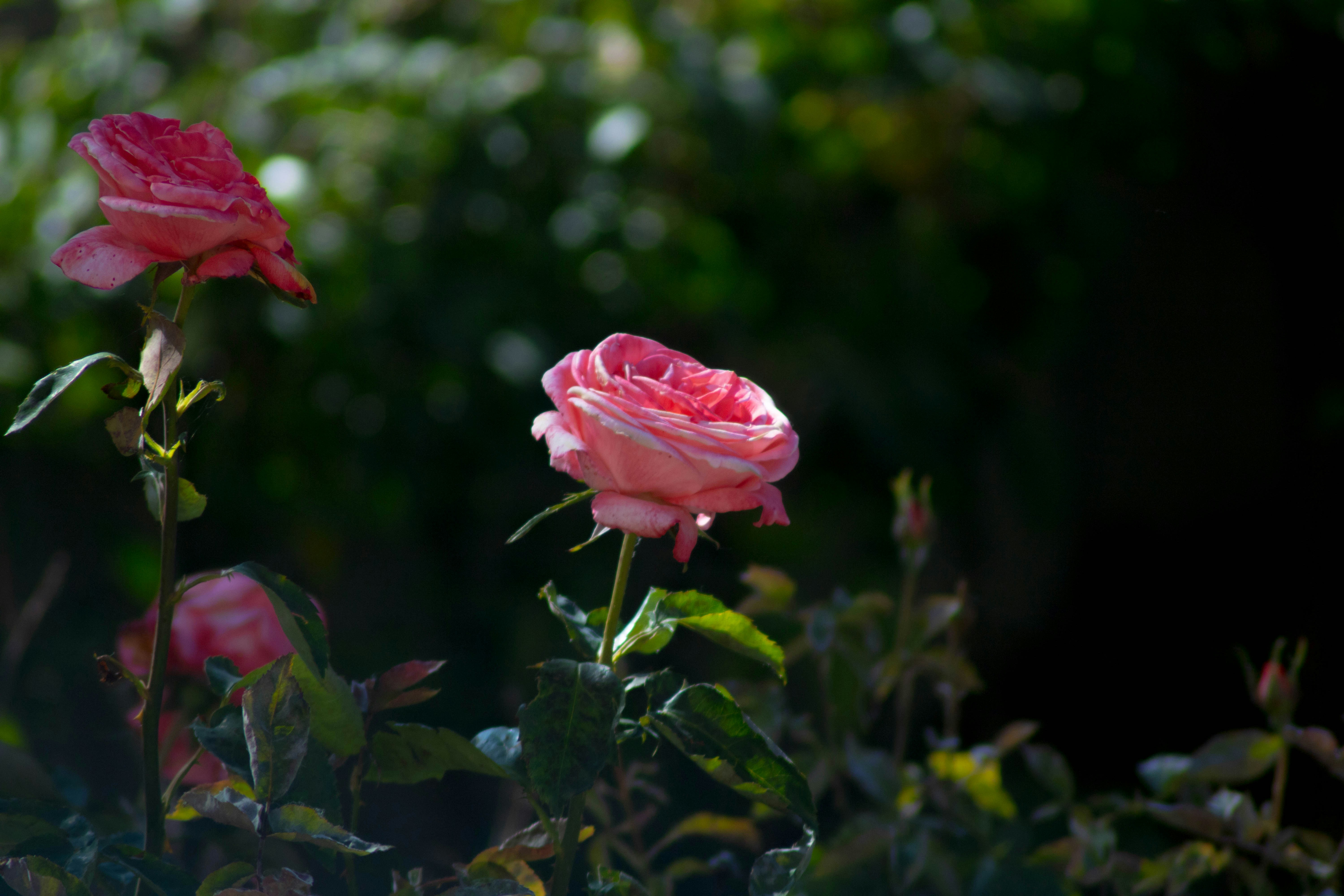 Photo by grianghraf