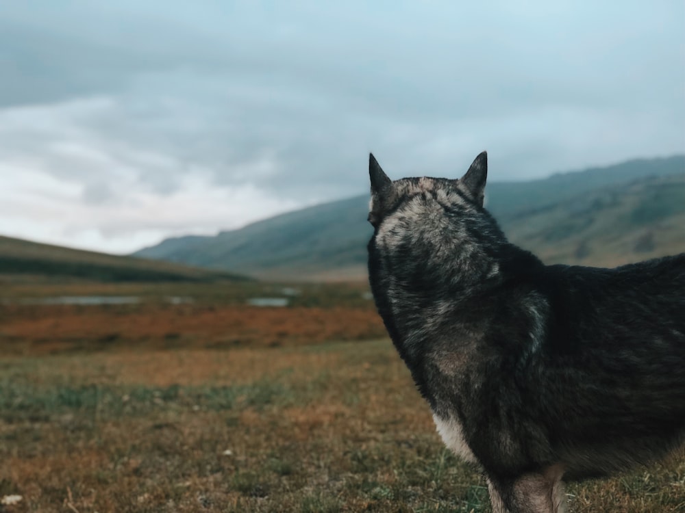 black and white wolf on green grass field under white clouds during daytime