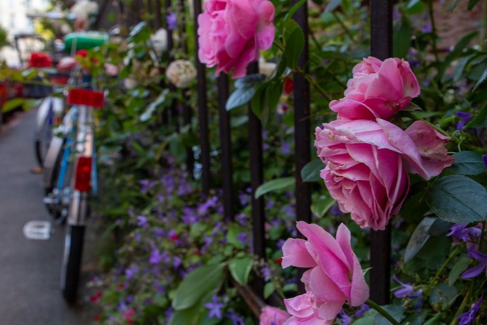 pink roses in bloom during daytime