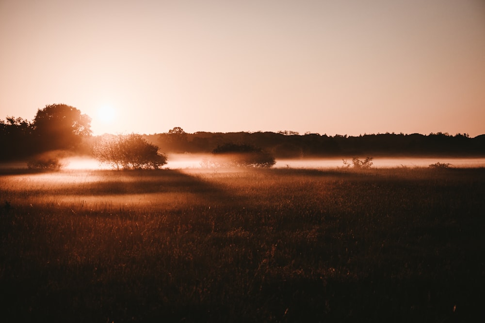 green grass field during sunset