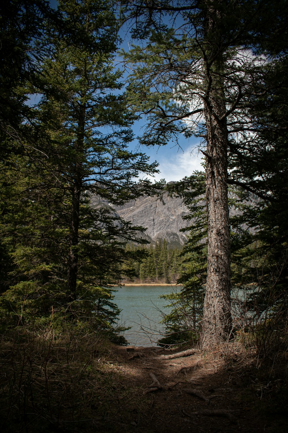 green trees near lake under blue sky during daytime