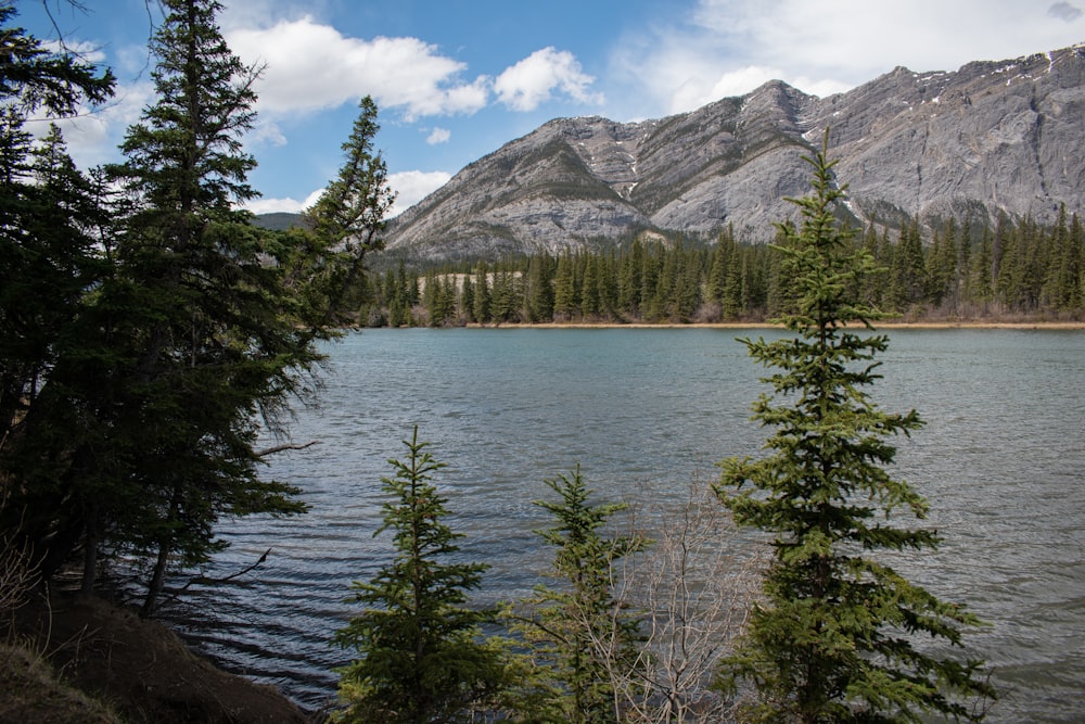 green pine trees near lake and mountain during daytime