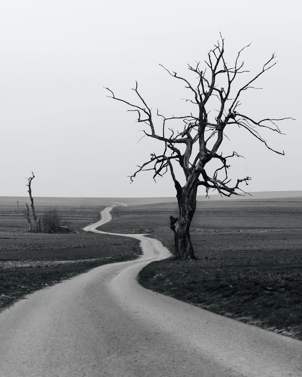 leafless tree on gray sand