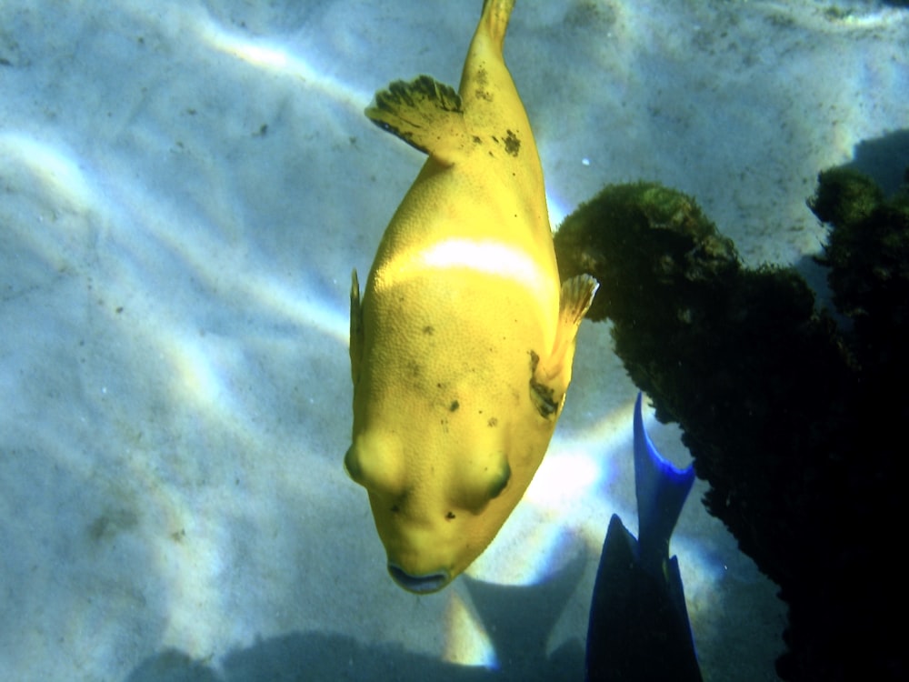 yellow and black fish under water