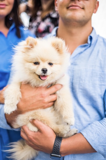 A fluffy, cream-colored Pomeranian dog is being held by a person wearing a light blue shirt. The dog looks happy with its tongue slightly out. There are two people in the background wearing blue and floral patterns.