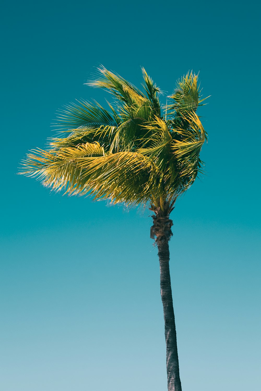 green palm tree under blue sky during daytime