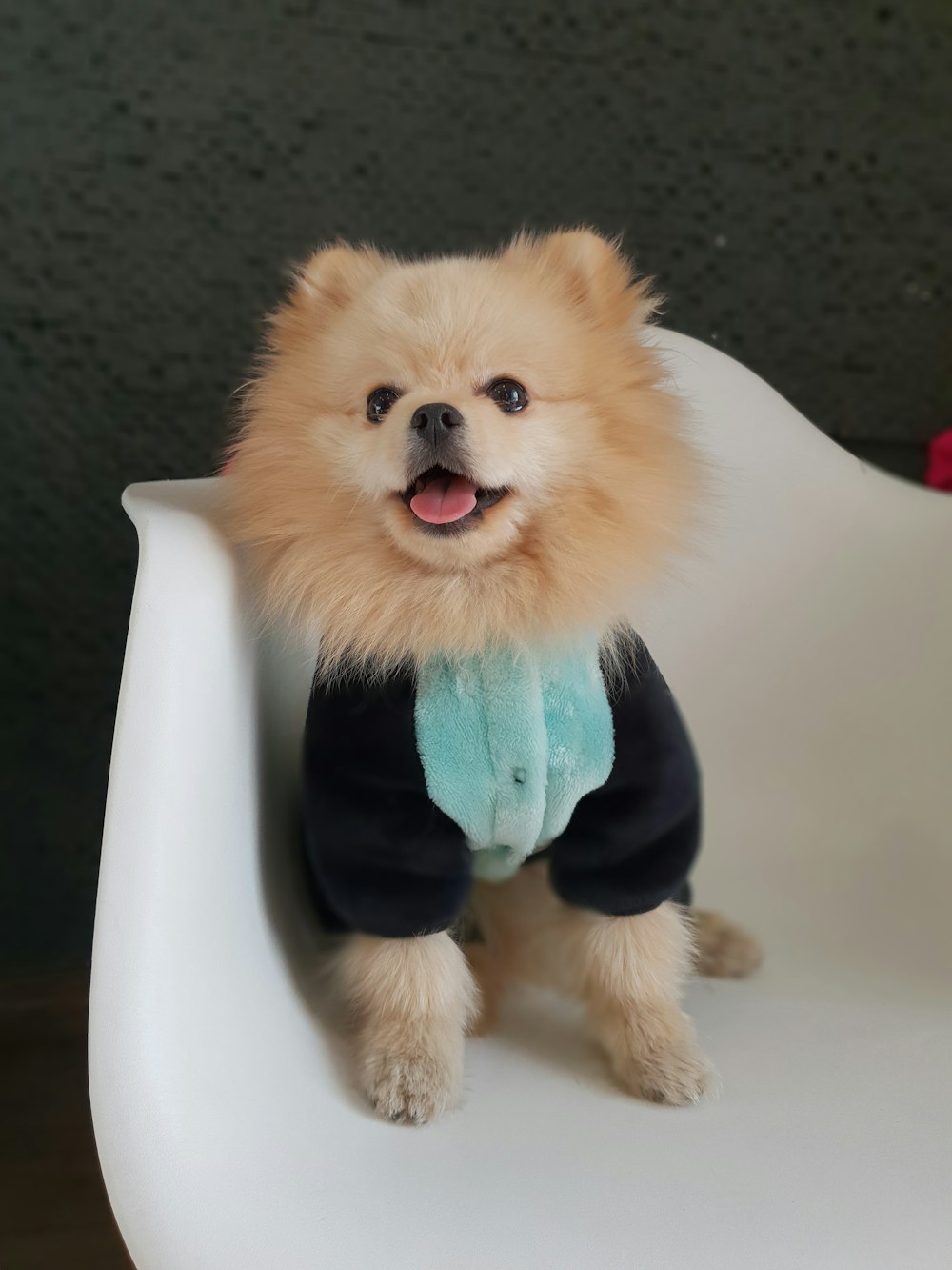 Cucciolo di Pomerania marrone in cappotto blu e bianco