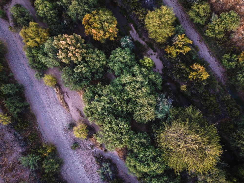green trees on gray dirt road during daytime