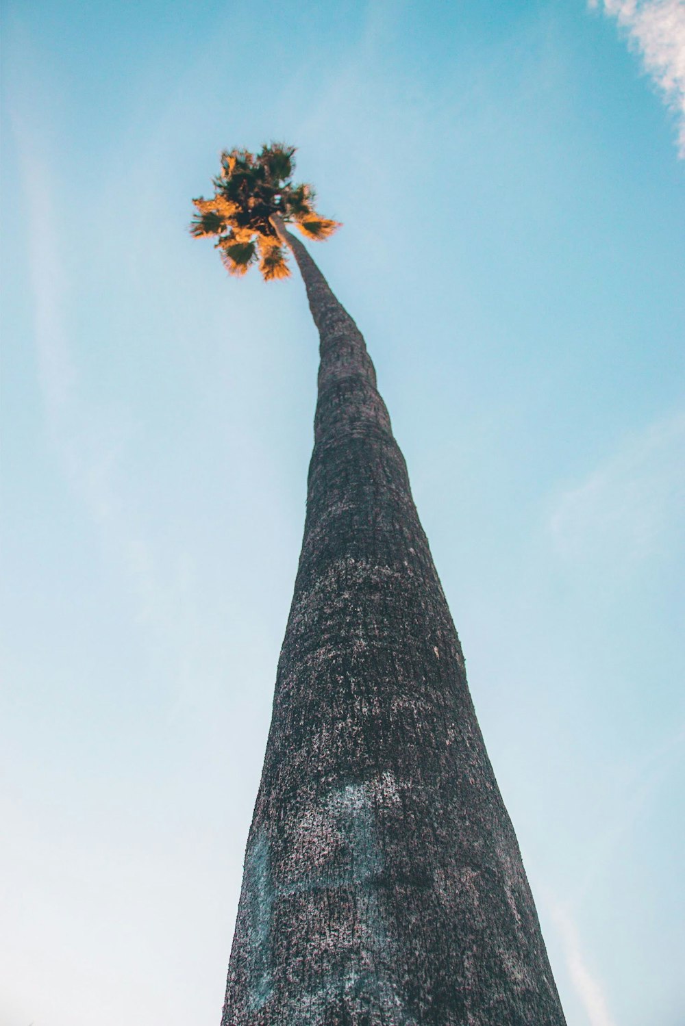 Tiefwinkelfotografie eines Baumes unter weißen Wolken während des Tages