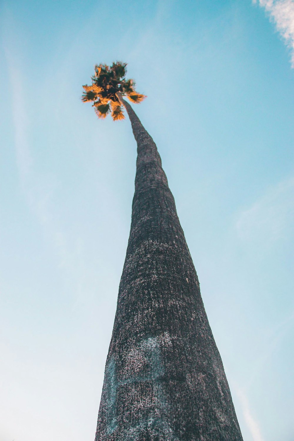 low angle photography of tree under white clouds during daytime