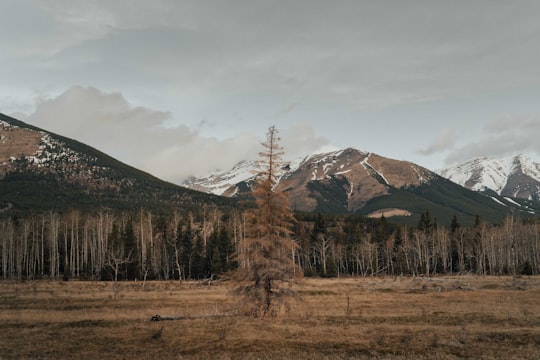 brown trees on brown grass field near mountain under white clouds during daytime in Kananaskis Canada