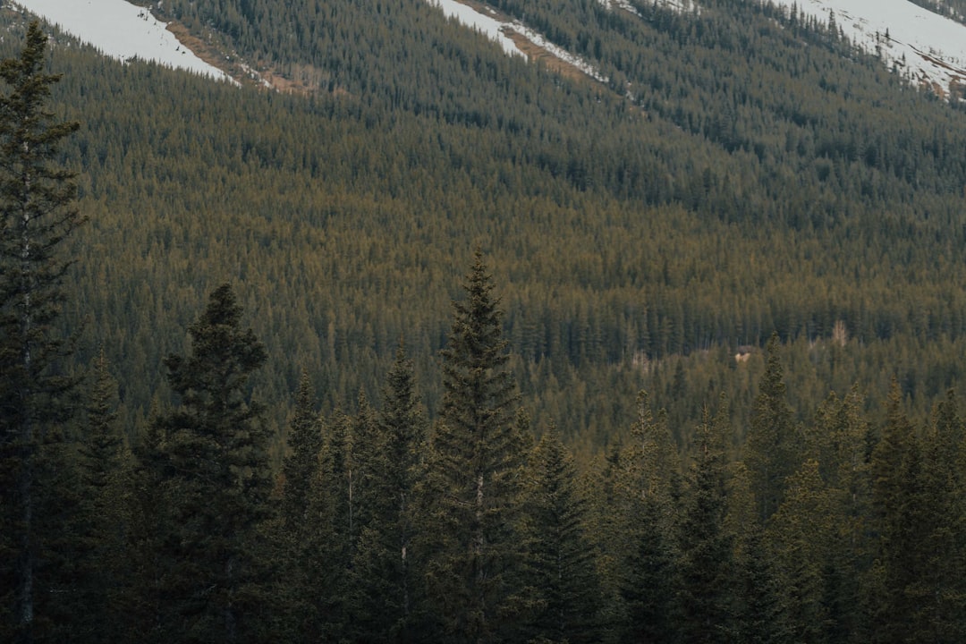 Tropical and subtropical coniferous forests photo spot Kananaskis Canada